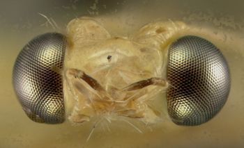 Media type: image; Entomology 14859   Aspect: head frontal view
